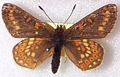 Euphydryas aurinia ab. melanoleuca. A.Torry, Allet Common, Nr. Truro, Cornwall, 6-15-1976 (Internet Image property of respective owner, non-commercial use only)